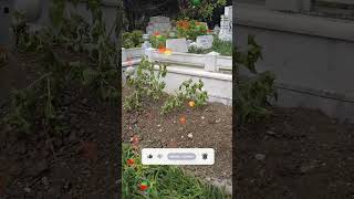 Vay Başıma - Engin Iz