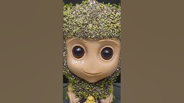 Chia seeds can be used as a decorative items