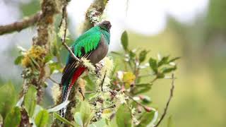 A Female Resplendent Quetzal screenshot 4