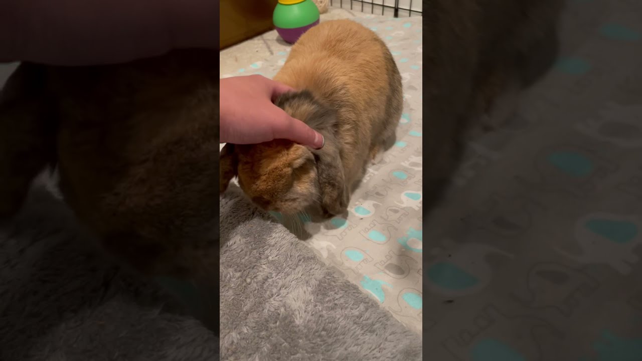Bunny Thumping For More Scratches