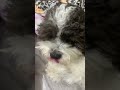 Mt perigosos #comedy #dog #flopar #nflopa #shihtzu #flopa #puppy #nflopaa ￼