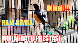 Murai Batu Raja Rimba Prestasi Gudang Murai Kemayoran GMK