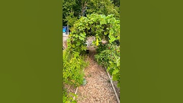 Cattle panel trellis walk through! HUGE overgrown bottle gourd hiding. #cattlepanel #trellis #garden