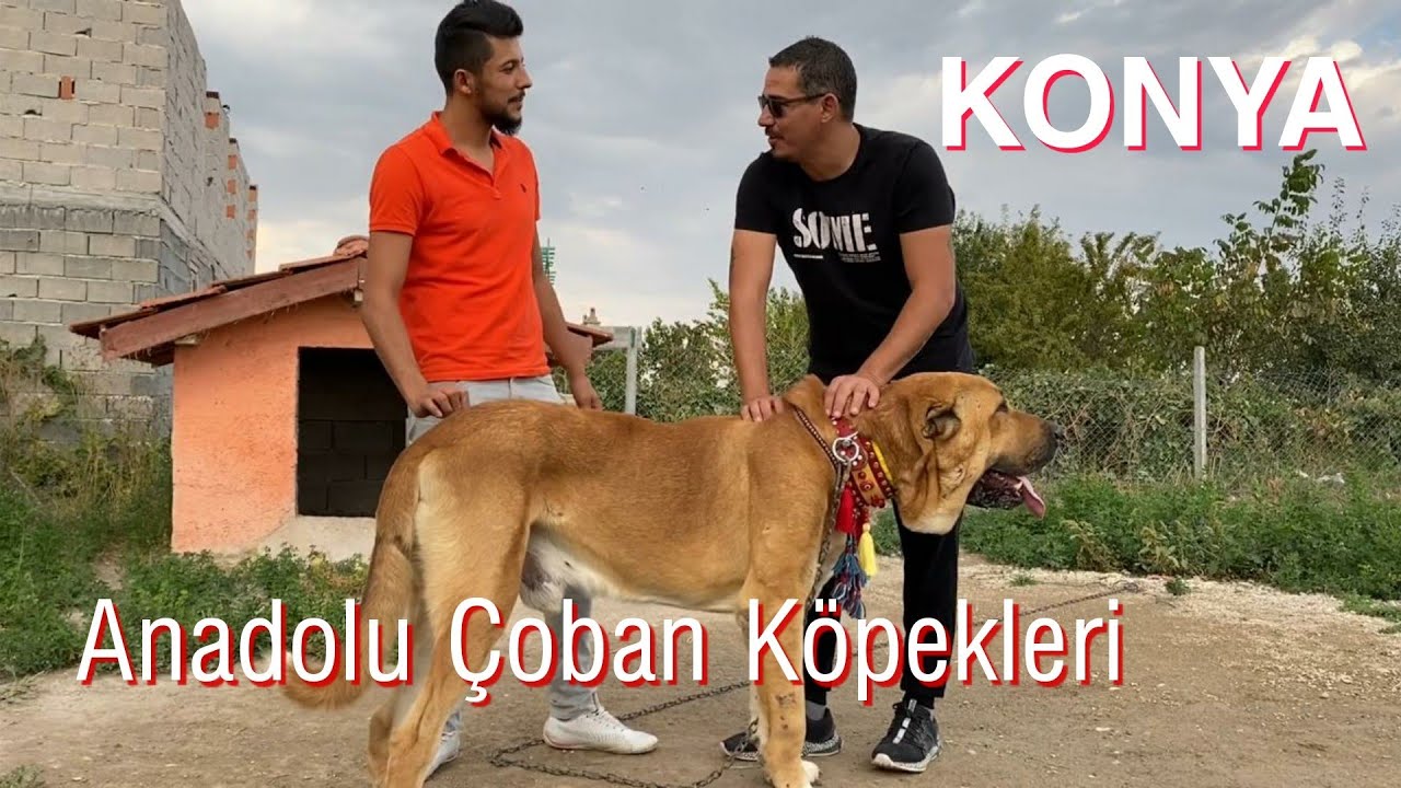 Konyadaki Coban Kopekleri Youtube