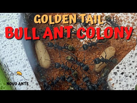 Bull Ant Colony Reveal! New colony - Myrmecia piliventris - Novo Ants