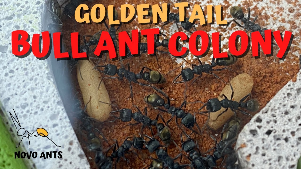 Bull Ant Colony Reveal! New colony Myrmecia piliventris Novo Ants YouTube