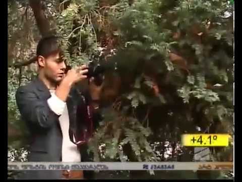 ''PEPILOT'' რუსთავი2ის სიუჟეტი გადასაღები მოედნიდან