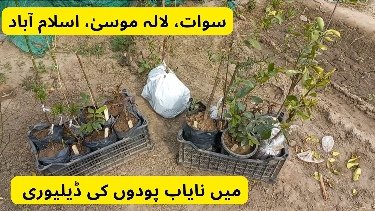 Unique Fruit Plants Deliver To Sawat,Lalamosa, Islamabad Rare Garden