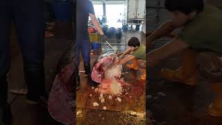 $10000Giant bluefin tuna cutting show  巨大黑鮪魚切割秀,鮪魚金三角