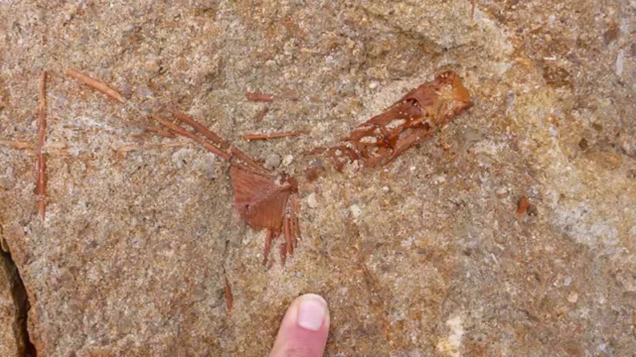 Looking For Meg - Africa