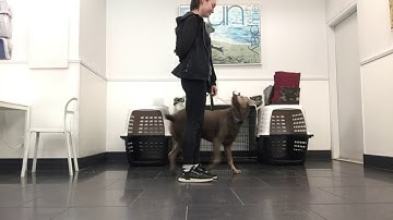 Éibhín Hand, Lesson 6, Exercise 6.1, Add/Wait for Cue