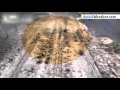 Terrifying Training Drill of Indonesian Militaries Caught on Cam