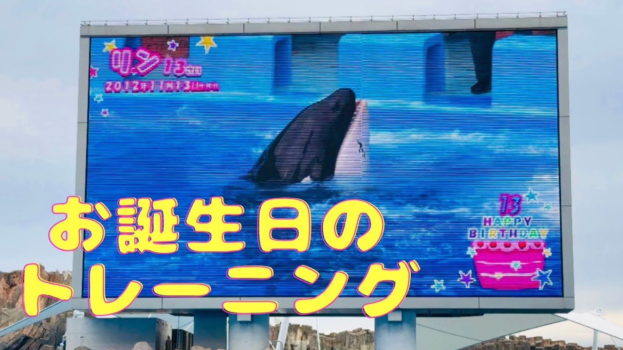 スタジアムからの大喝采⭐️ #名古屋港水族館 #シャチ #リン #Lynn 