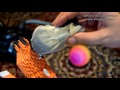 Наш маленький секрет Как чистить фигурки от пыли Модульное Оригами