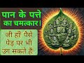         benefits of betel leaf as per vastu shastra by ummed dugar jain