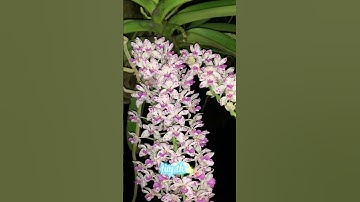 Giò Lan Ngọc điểm nở rực rỡ #ngocdiem #lanngocdiem