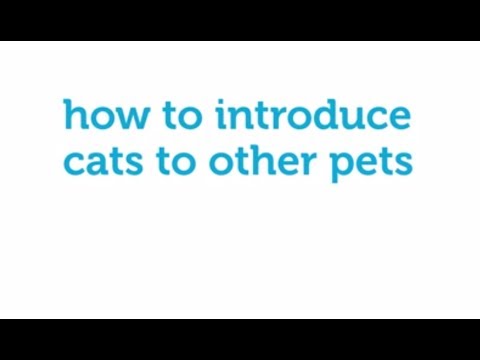 pet supermarket clinic How to Slowly and Patiently Introduce Cats to Other Pets (Petco)