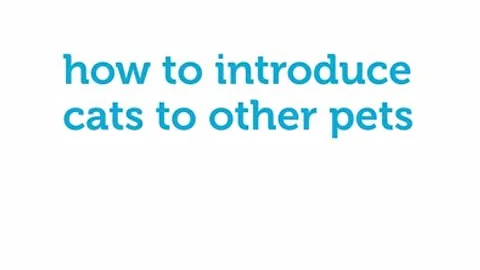 How to Slowly and Patiently Introduce Cats to Other Pets (Petco)