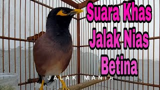 Suara KhasJalak Nias Betina Gacor Bikin Jalak Nias Jantan Cepat Nyaut. Jalak Nias Gacor Full isian