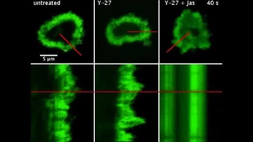 JCB : F-actin flow drives affinity maturation and spatial organization of LFA-1...