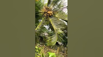 Siêu phẩm cực chất cưa rớt nữa cây Dừa trái sai trĩu quả