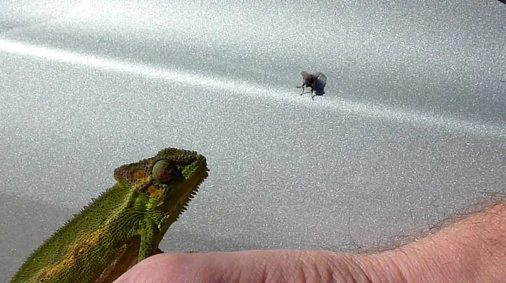 Chameleon Feeding on Flies
