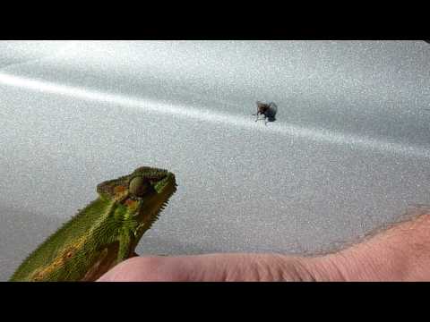 Chameleon Feeding On Flies 
