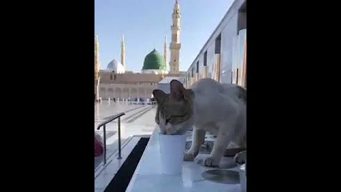 A cat drink abbé zam zam in madina on front of Roza e Rasool (S.A.W.W)