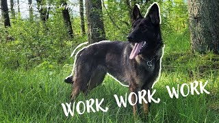 Tracking, searching, barking and biting  great traning day with my german shepherd