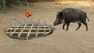 Amazing Creative Quick Powerful Wild Pig Trap By Hands