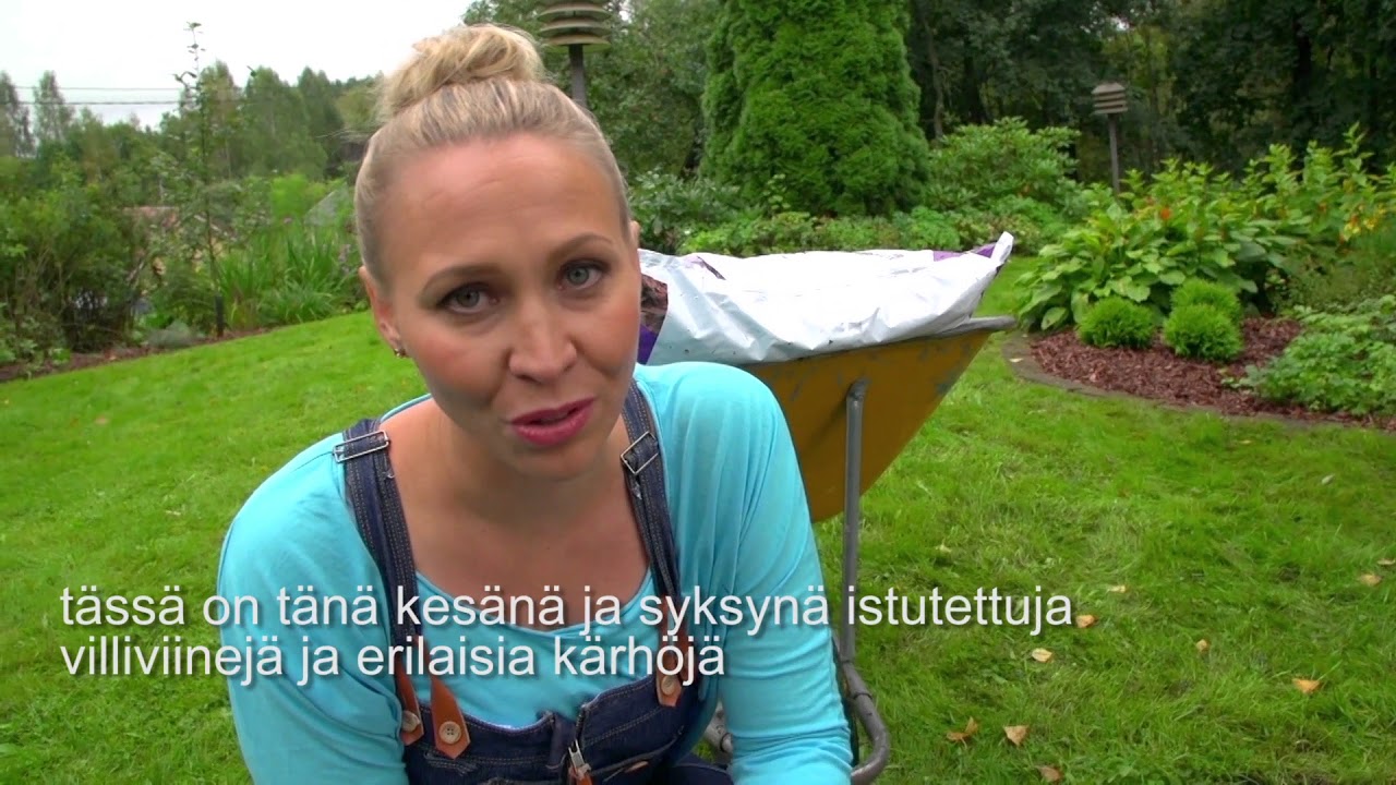 Puutarhakatteen käyttö: kärhöt ja villiviini