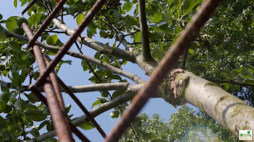 Quel arbre haute-tige ?