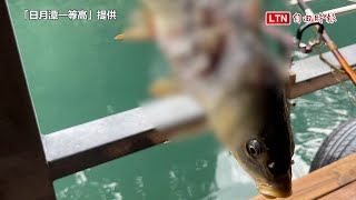 釣客嘆聰明！日月潭惡霸魚虎「吃了就跑」 鯉魚活餌遭襲體無完膚