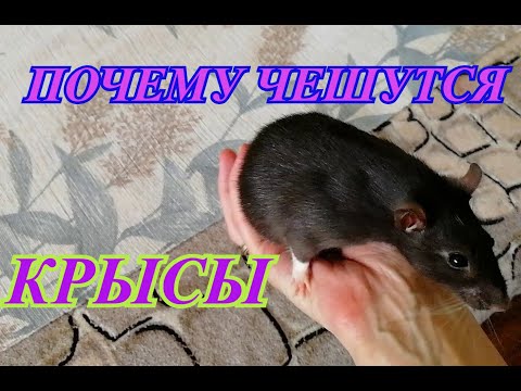 Почему крысы чешутся?