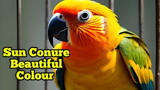 Sun Conure Beautiful Colour