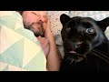 Vova is left alone with Luna the panther🙈(ENG SUB)