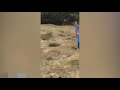 Boy, 12, escapes attack after calmly walking away from bear during family picnic