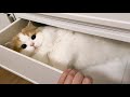 うちの引き出しを開けてみると...