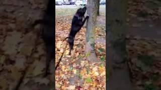 Americain Staff Saute Au Arbe Chocccc