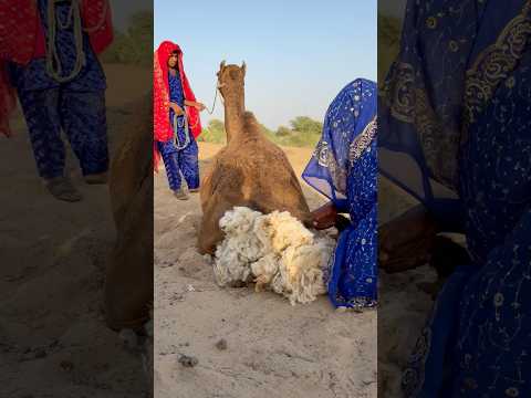 الأوتنية الحمراء تتلقى العناية في الصحراء بوضع صوف الثور تحتها لتبريدها