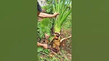 RT 89877 mini rotary tillage and ridging all-in one tree 🌲 short view #rogator #rotarymower