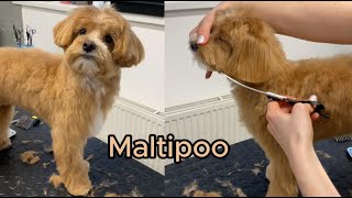 Maltipoo full haircut (vertical video)