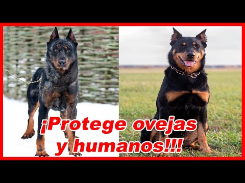 Video: Beauceron Raza De Perro Hipoalergénico, Salud Y Vida útil