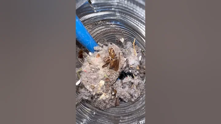 Satisfying Vent Clean (Crispy Roach) #dryerventcleaning #laundry #firehazard #oddlysatisfying #lint
