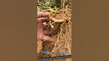 Potato Sponta F1 بطاطا سبونتا 