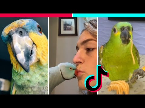 Vídeo: O periquito de bigode: um papagaio de estimação brincalhão e inteligente