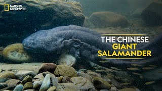The Chinese Giant Salamander | China's Hidden Kingdoms | National Geographic