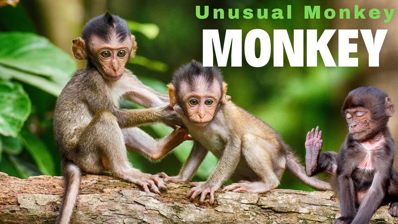 Monkey Uncommon Rare and Unusual Monkey in the world, Monkeys You Won't Believe ...