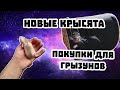 НОВЫЕ КРЫСЯТА И ПОКУПОЧКИ ДЛЯ ГРЫЗУНОВ!