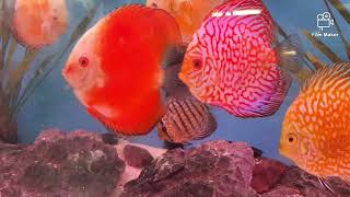 Colorful Discus Fish in a Tropical Aquarium l Happy walk vlogs